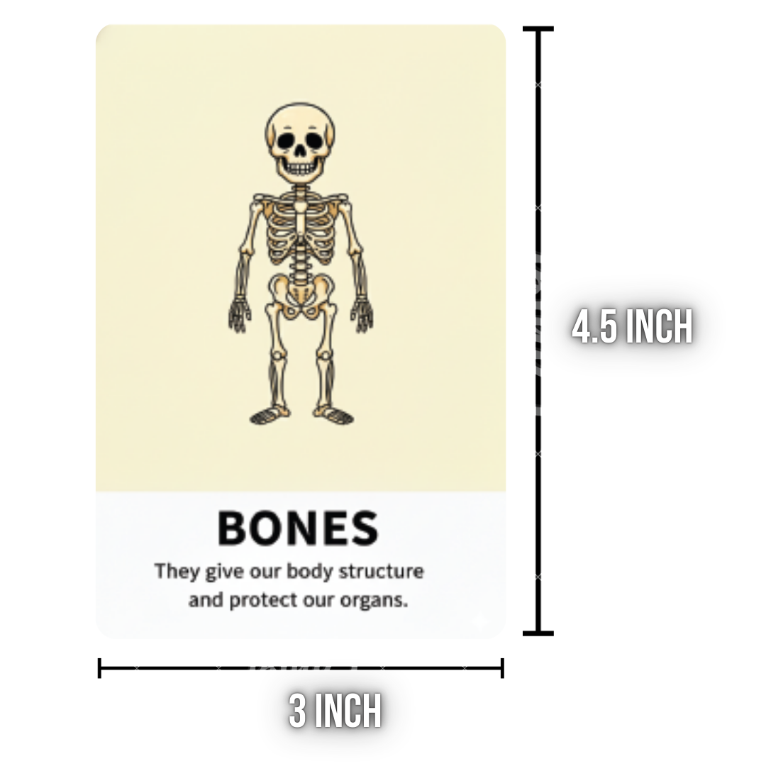 Body parts Learning Flash Cards for Kids – Early Concepts, Bright Images & Easy Learning